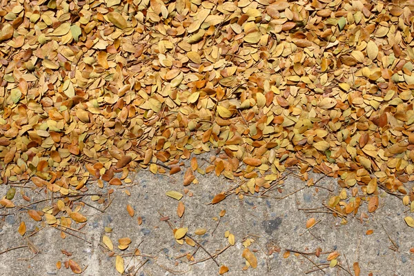 Samanea saman ağaçlar kuru yaprakları. — Stok fotoğraf