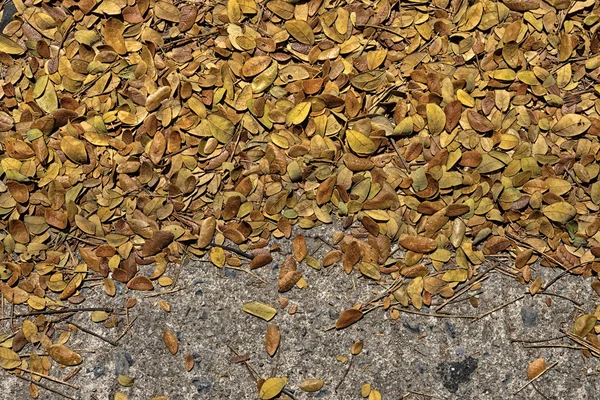 Samanea saman ağaçlar kuru yaprakları. — Stok fotoğraf