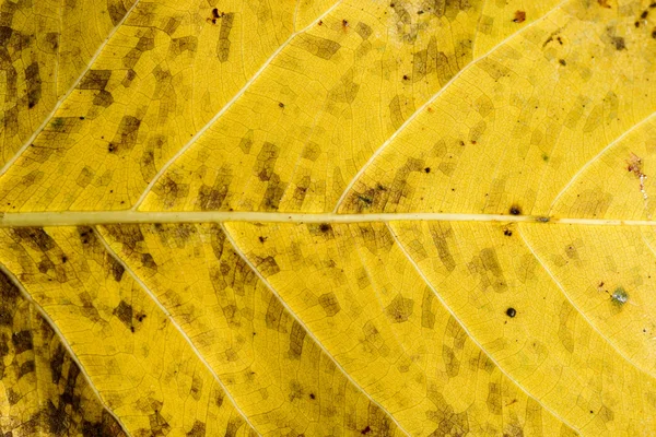 Detalhes da folha amarela — Fotografia de Stock