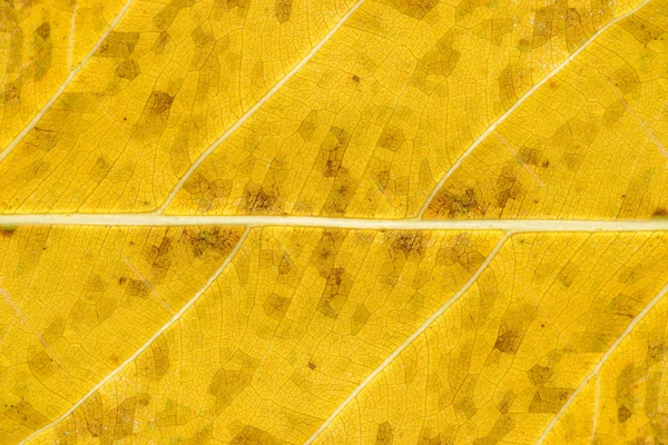 Détails de la feuille jaune — Photo