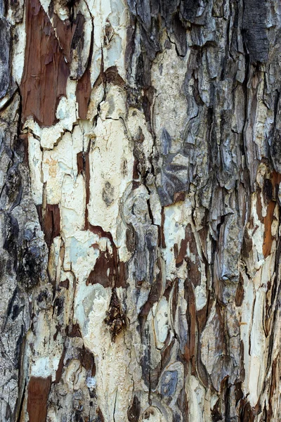 Starý drsný strom kůra pozadí textura — Stock fotografie