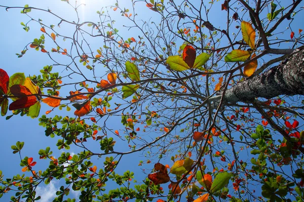 Tropical almond drzewo — Zdjęcie stockowe