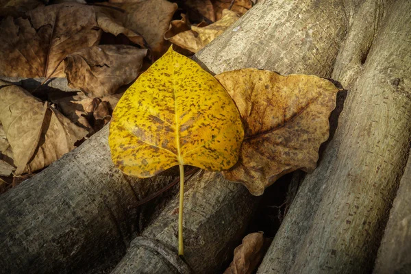 Dry leaves of the Bodhi tree — Stock Photo, Image