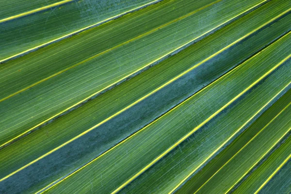 绿色的棕榈叶的纹理 — 图库照片