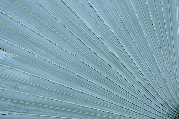 Tekstura szara palmowych liści — Zdjęcie stockowe