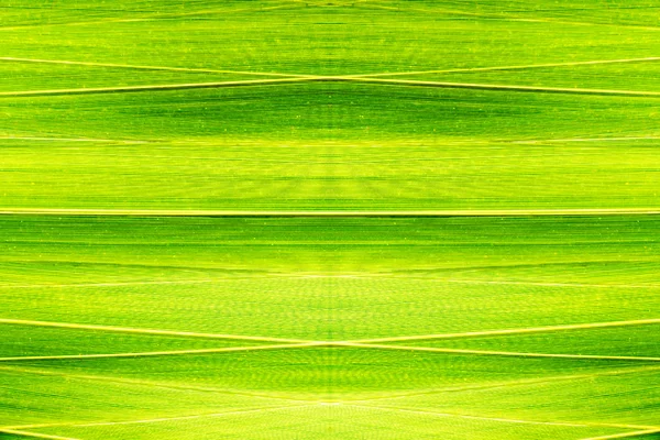 Textura de folha de palma verde — Fotografia de Stock