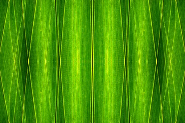 Textura frunzei de palmier verde — Fotografie, imagine de stoc