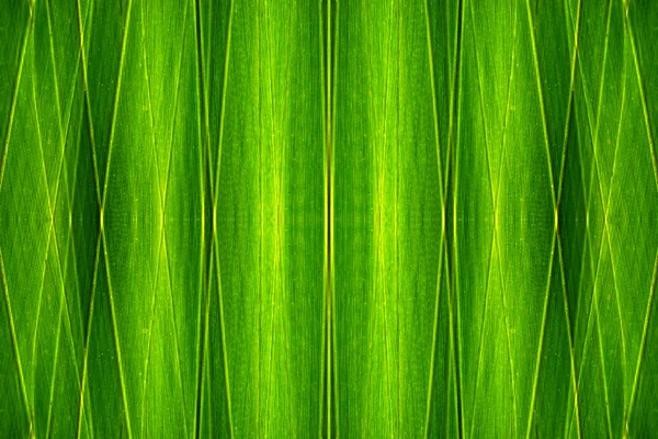 Textura de hoja de palma verde — Foto de Stock