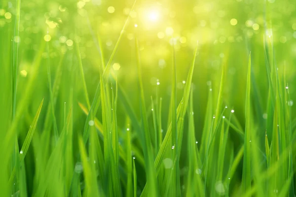 Rice plant in rice field — Stock Photo, Image