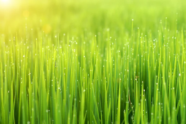 Rice plant in rice field — Stock Photo, Image