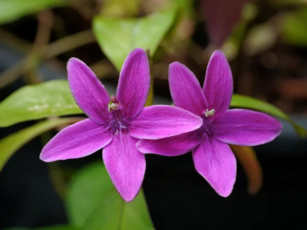 Lila Wildblumen — Stockfoto