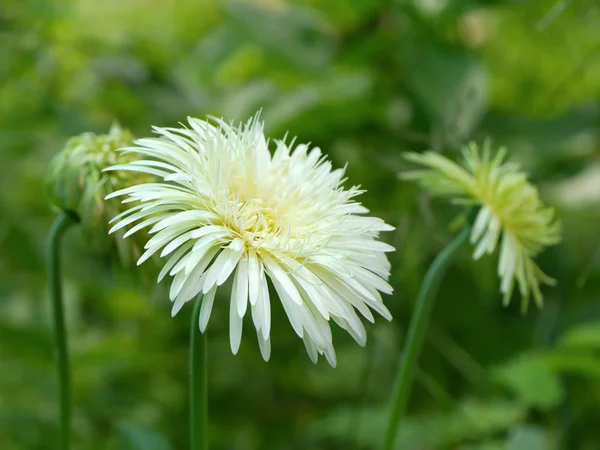 Beyaz gerbera Papatya bahçesinde — Stok fotoğraf