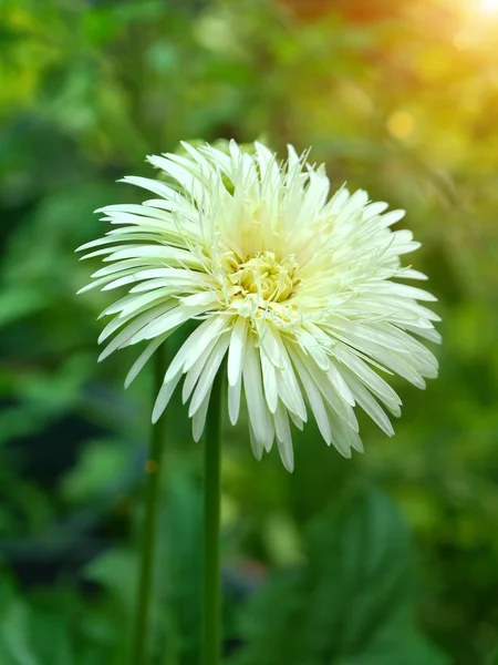 Gerbera bianca margherita in giardino — Foto Stock