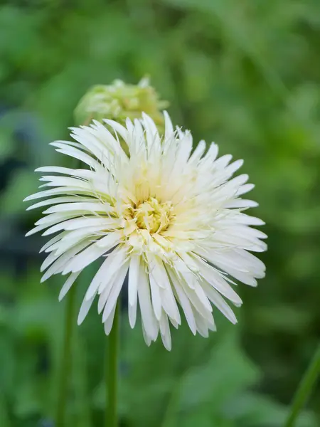 Daisy gerbera branco no jardim — Fotografia de Stock