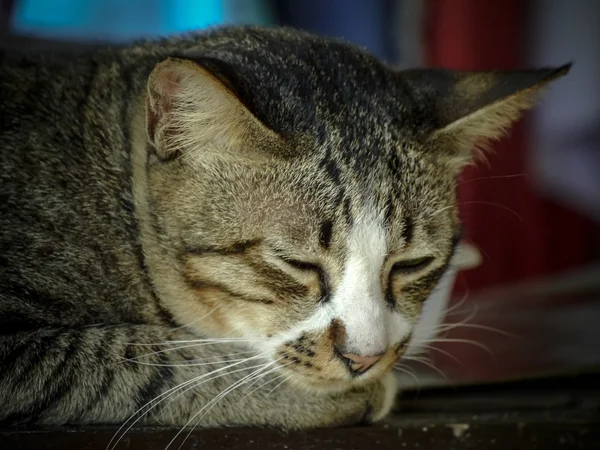 Gato dormindo — Fotografia de Stock