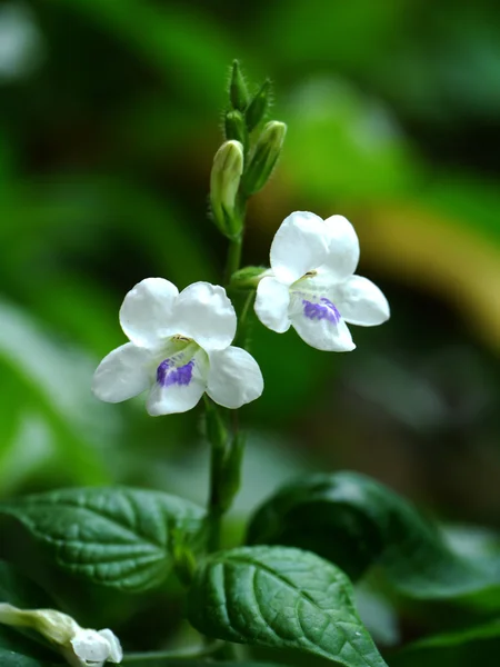 Weiße Wildblumen — Stockfoto