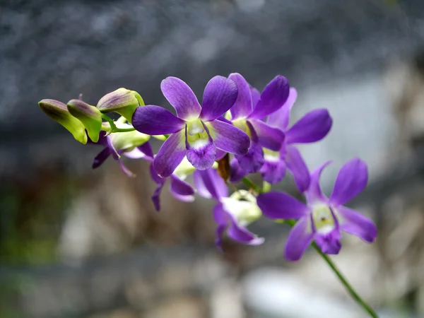 Krásné fialové orchideje Bud — Stock fotografie