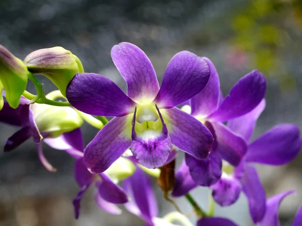 Bud violeta bonita da orquídea — Fotografia de Stock