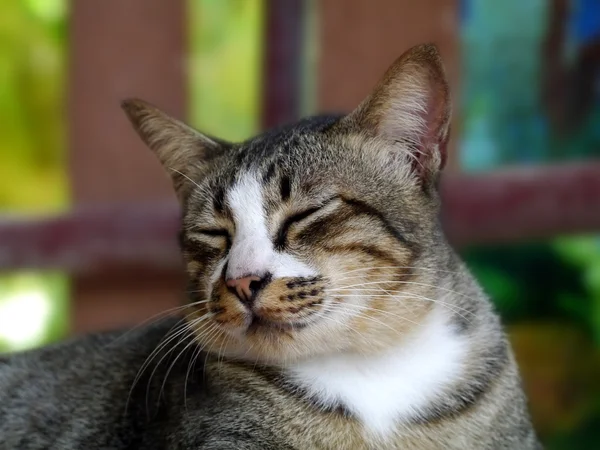 Gato dormindo — Fotografia de Stock