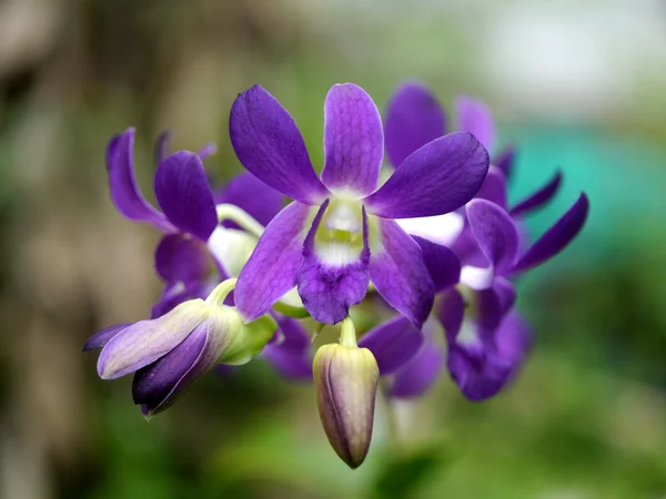 Piękne fioletowe Orchid Bud — Zdjęcie stockowe