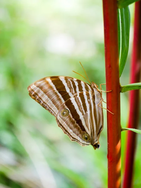 常见的 palmking 蝴蝶. — 图库照片