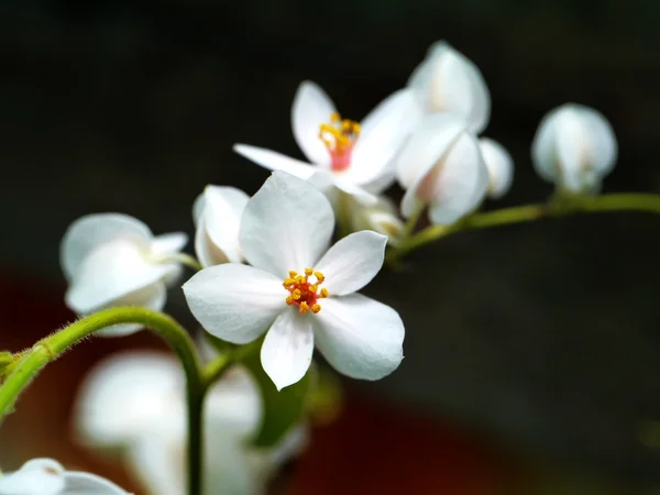 White Coral Vine — Stock Photo, Image