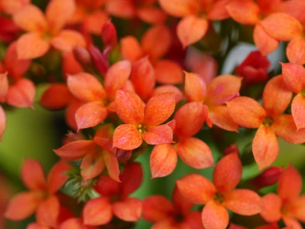 Kalanchoe blossfeldiana Poellnitz kwiat — Zdjęcie stockowe