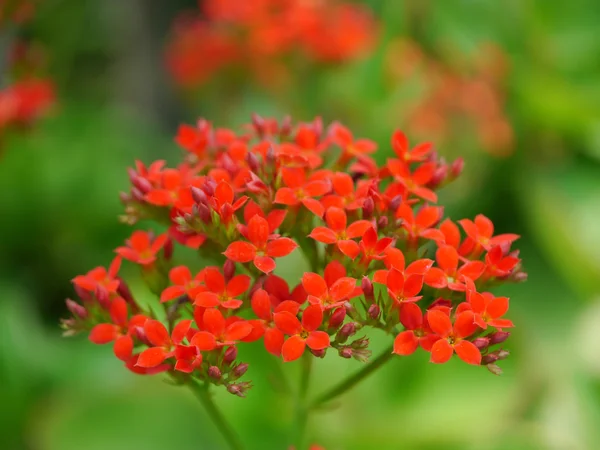 Kalanchoe blossfeldiana Poellnitz kwiat — Zdjęcie stockowe