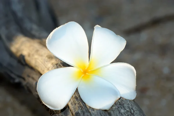 Fiori frangipani bianchi e gialli sul legno . — Foto Stock