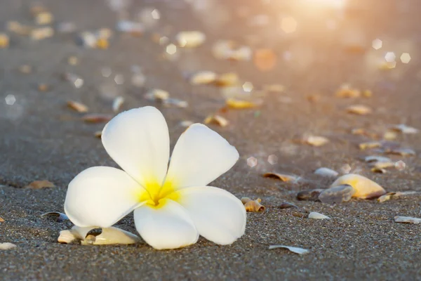 Flores frangipani blancas y amarillas en la playa . —  Fotos de Stock