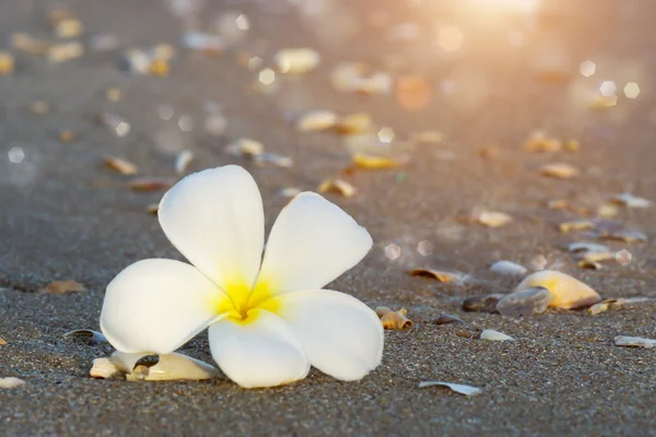 Fiori frangipani bianchi e gialli sulla spiaggia . — Foto Stock