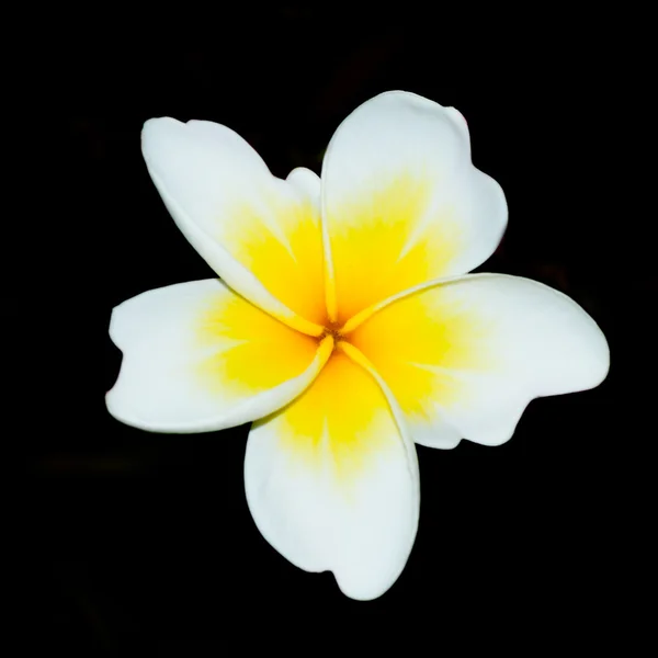 黒い背景にプルメリア (フランジパニ) の花. — ストック写真