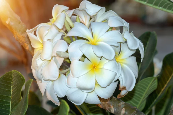 树上的洋李(frangipani)花 — 图库照片