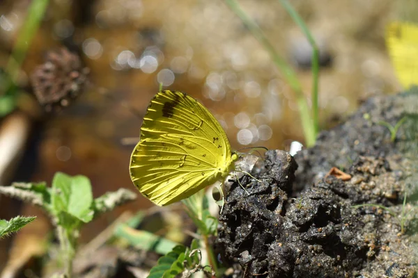 Close up van Monarch vlinder op de grond. — Stockfoto