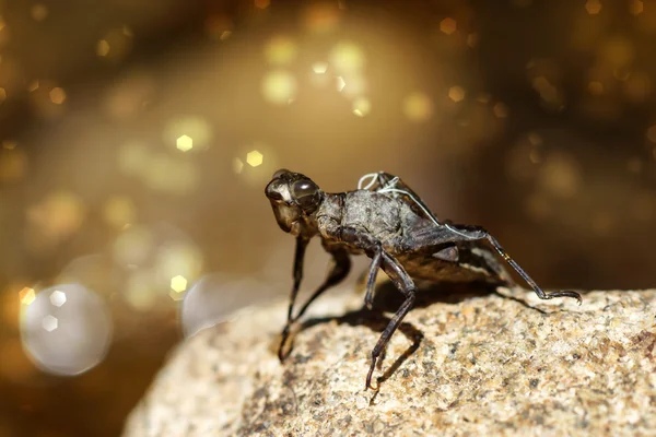 Dragonfly molt on the moss — Stock Photo, Image