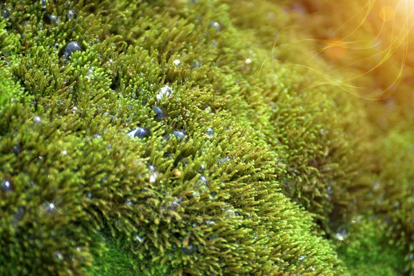 Primer plano de musgo verde en la roca en la cascada . — Foto de Stock