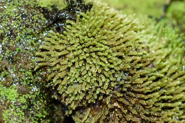 폭포에 있는 바위에 녹색 이끼의 클로즈업. — 스톡 사진