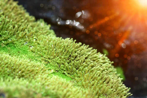 Close up de musgo verde na rocha na cachoeira . — Fotografia de Stock