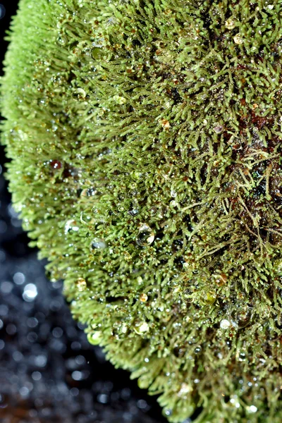 Primo piano di muschio verde sulla roccia nella cascata . — Foto Stock