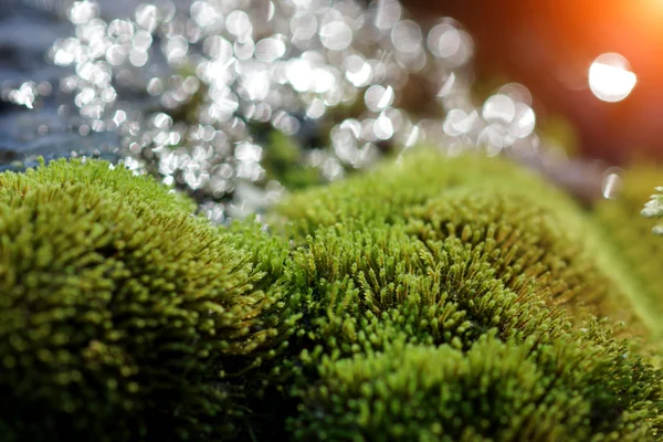 Close up of green moss on the rock in the waterfall. — Stock Photo, Image