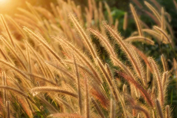 Blumengras wirkt sich auf Sonnenlicht aus. — Stockfoto