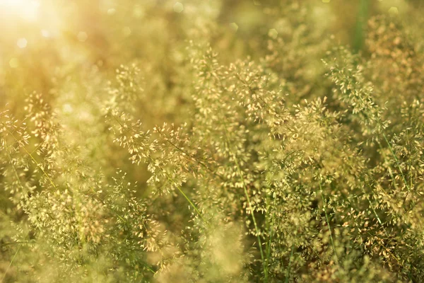 Çimen küçük çiçek ve güneş ışığı. — Stok fotoğraf