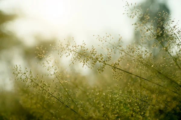 Pequeño pasto de flores y luz solar . — Foto de Stock