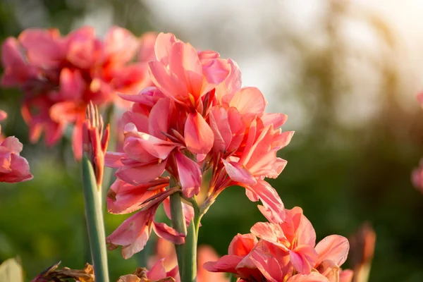 Růžový canna indica květ — Stock fotografie