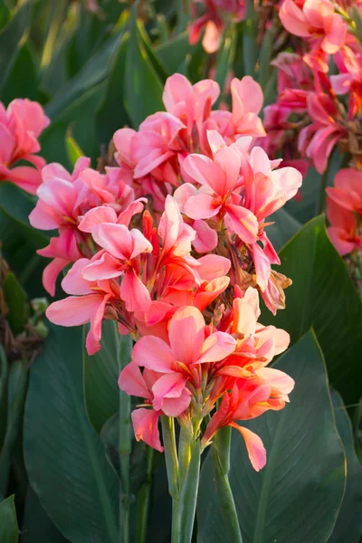 Rosa canna indica blomma — Stockfoto