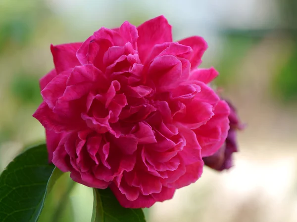 Красива рожева троянда в саду — стокове фото