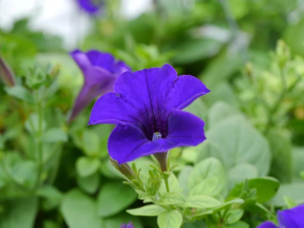 Blaue Petunienblüte — Stockfoto