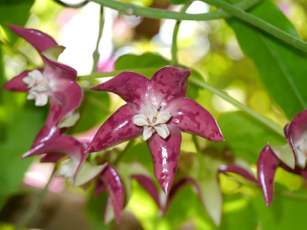 Цветок Хойи империалис — стоковое фото