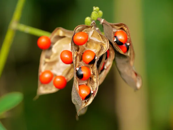 Hermosas semillas son venenosas "Jequirity seeds ". —  Fotos de Stock