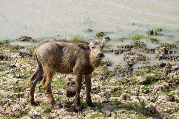 Kalf in de wetlands. — Stockfoto